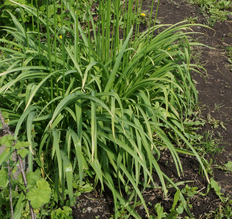 Image of Allium rosenorum specimen.