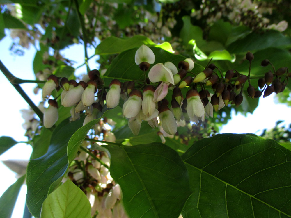 Изображение особи Pongamia pinnata.