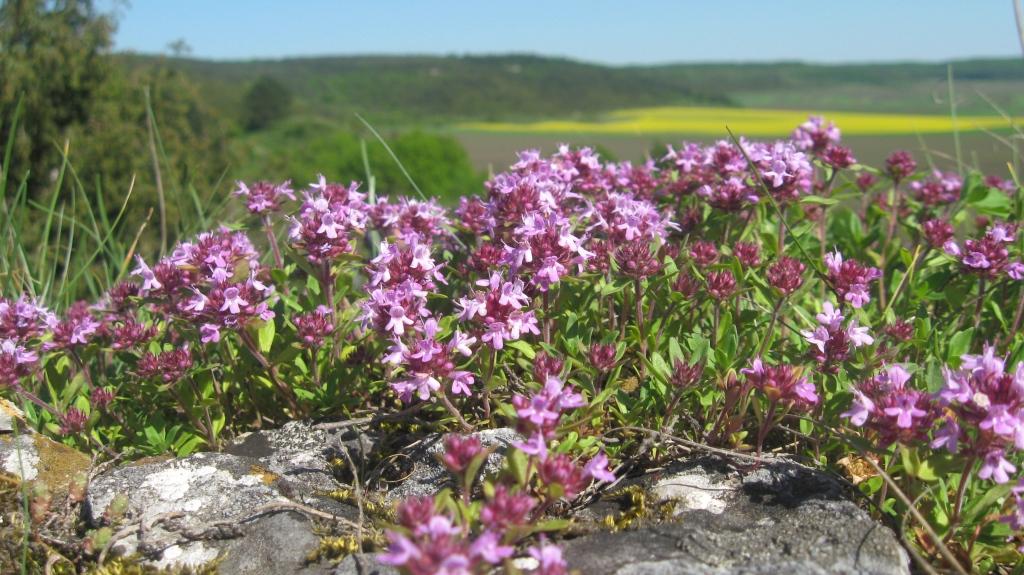 Image of genus Thymus specimen.