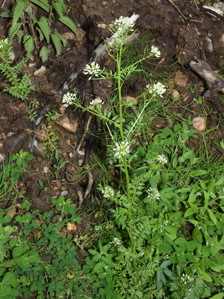 Изображение особи Cardamine impatiens.