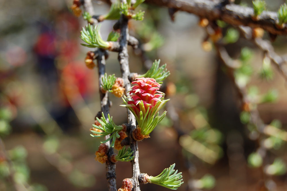 Изображение особи Larix sibirica.