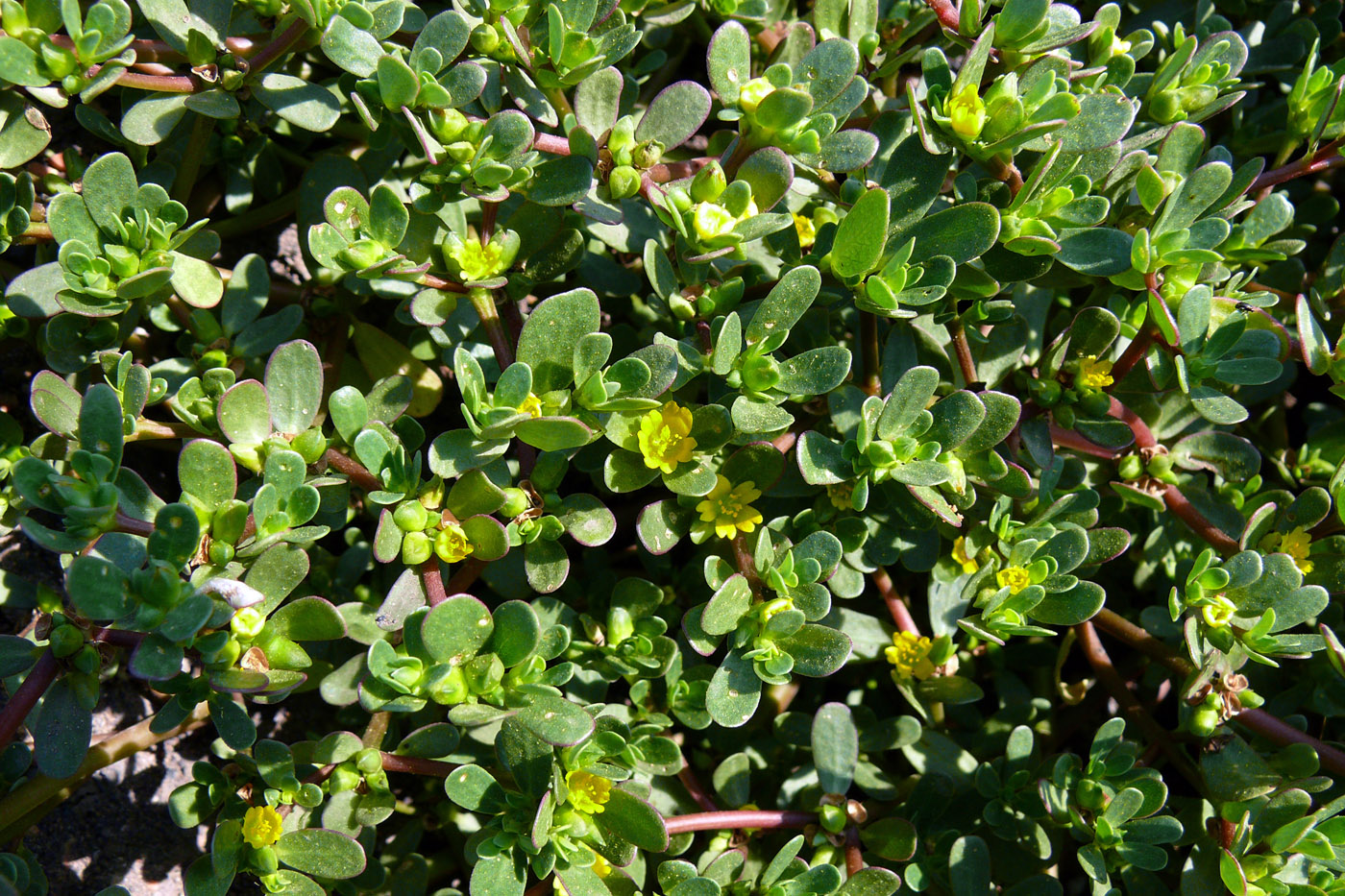 Image of Portulaca oleracea specimen.