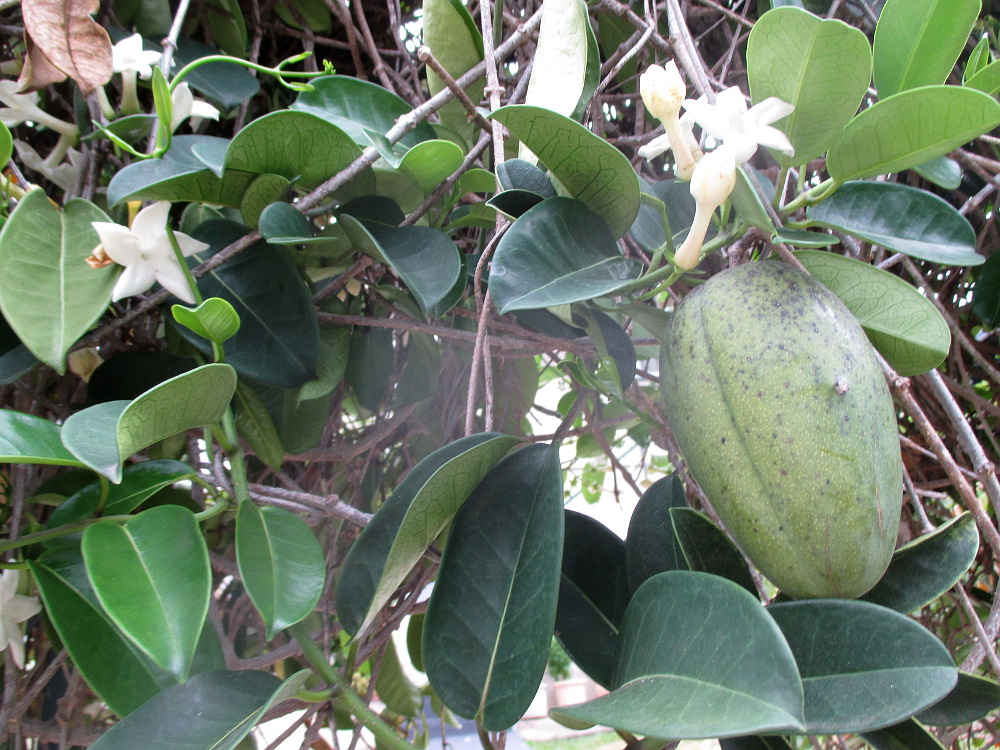 Image of Marsdenia floribunda specimen.