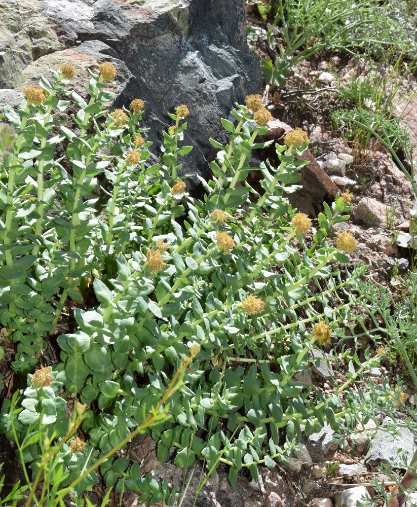 Изображение особи Rhodiola heterodonta.