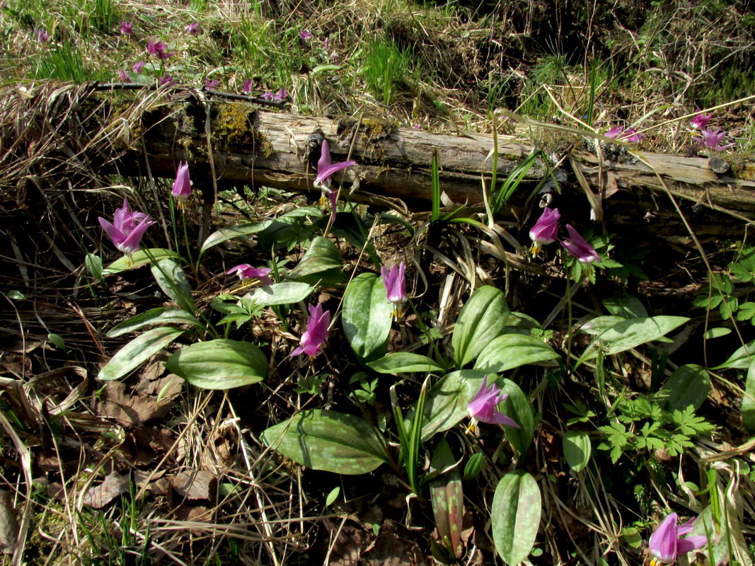 Изображение особи Erythronium sajanense.