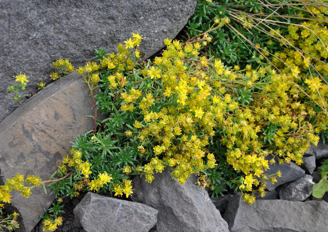 Изображение особи Saxifraga aizoides.