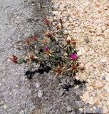 Centaurea iberica. Цветущее растение на щебнистой обочине дороги. Израиль, горный массив Хермон. 02.06.2011.