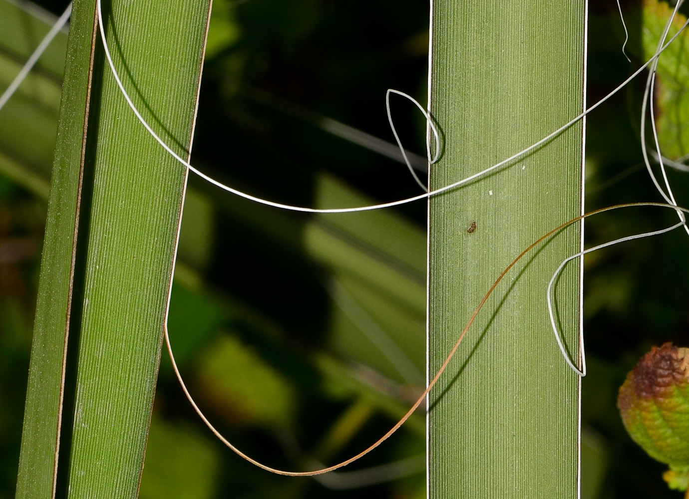 Image of Hesperaloe campanulata specimen.