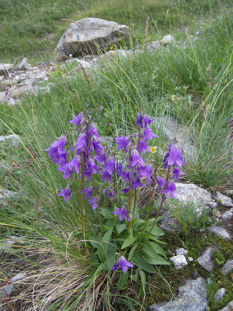 Image of Campanula collina specimen.