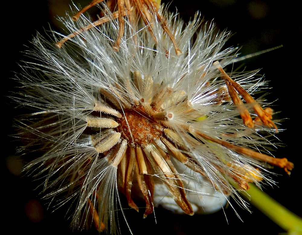 Image of Senecio jacobaea specimen.