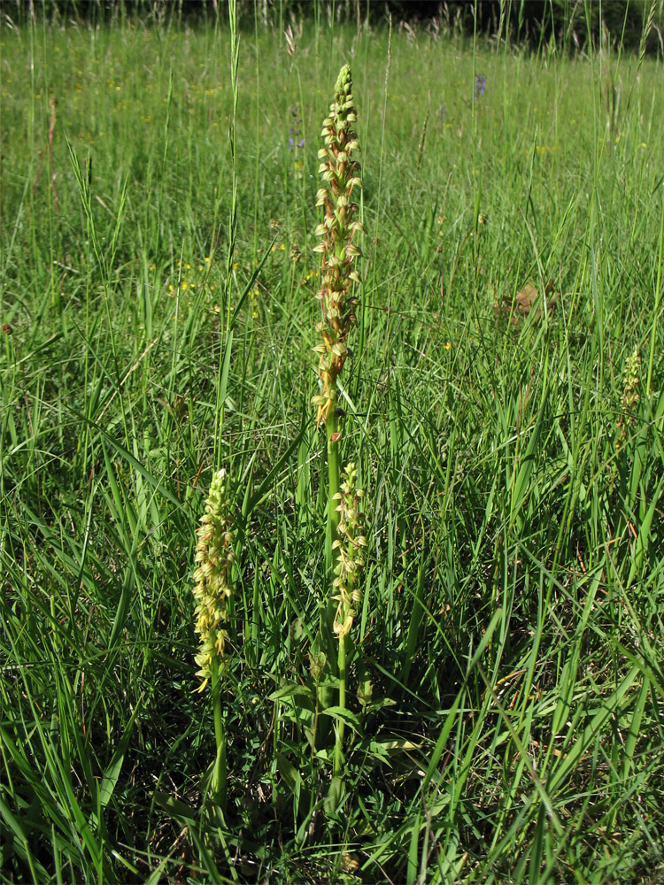 Image of Orchis anthropophora specimen.