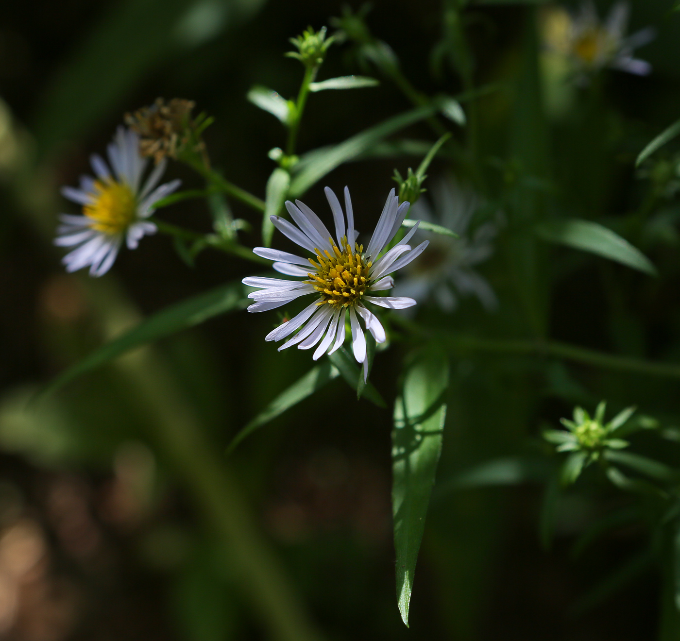 Image of Symphyotrichum &times; salignum specimen.