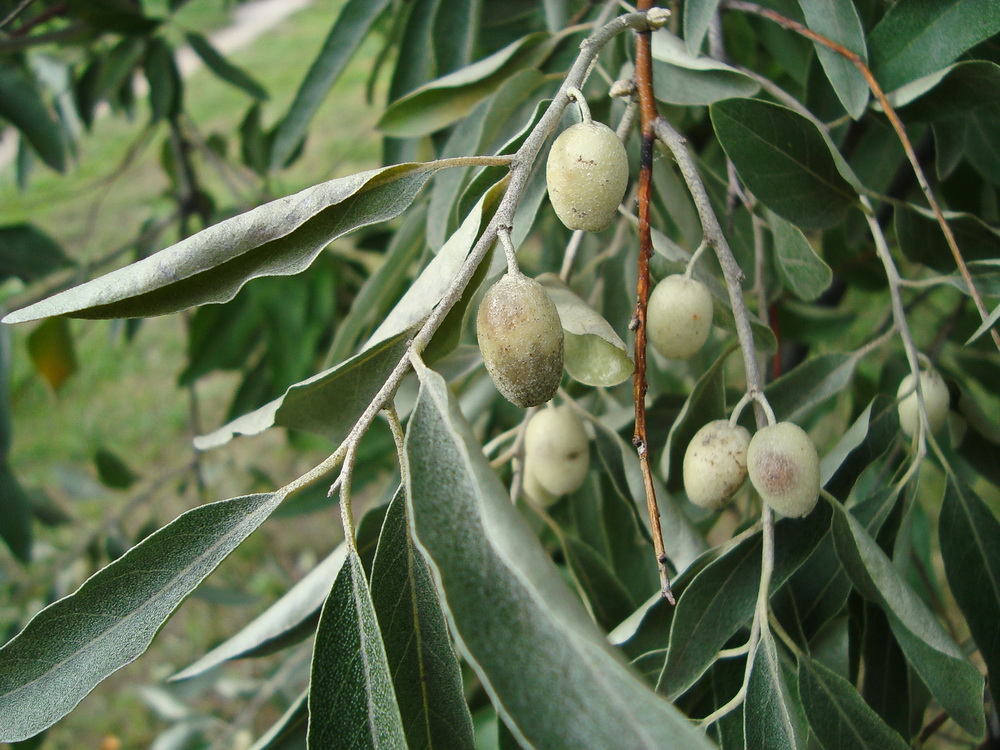 Изображение особи Elaeagnus angustifolia.