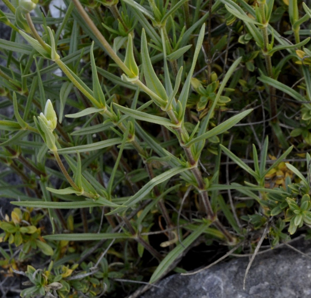 Image of Cerastium banaticum specimen.