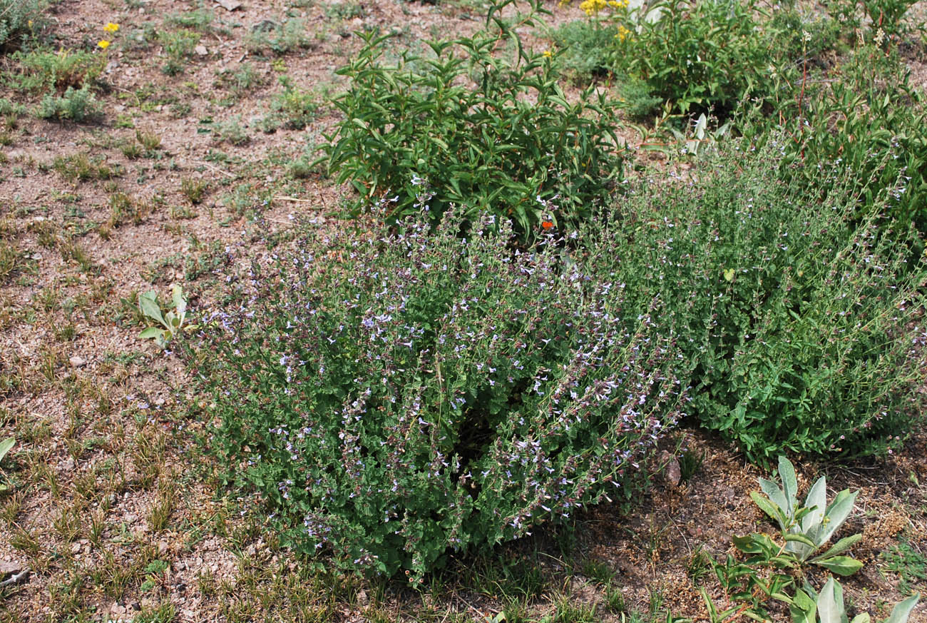 Изображение особи Lophanthus tschimganicus.