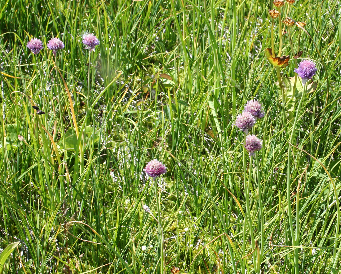 Image of Allium schoenoprasum specimen.