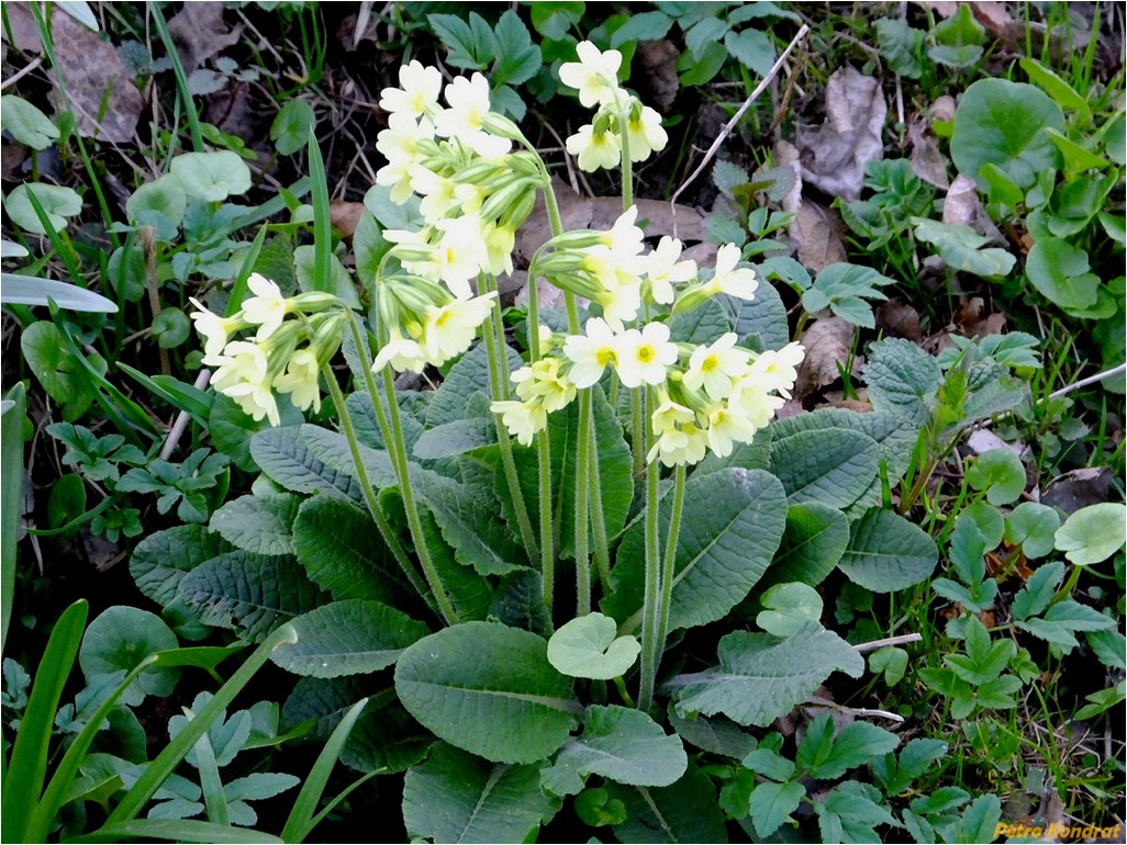 Image of Primula elatior specimen.