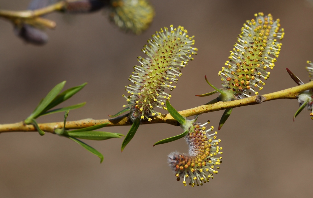 Изображение особи Salix miyabeana.