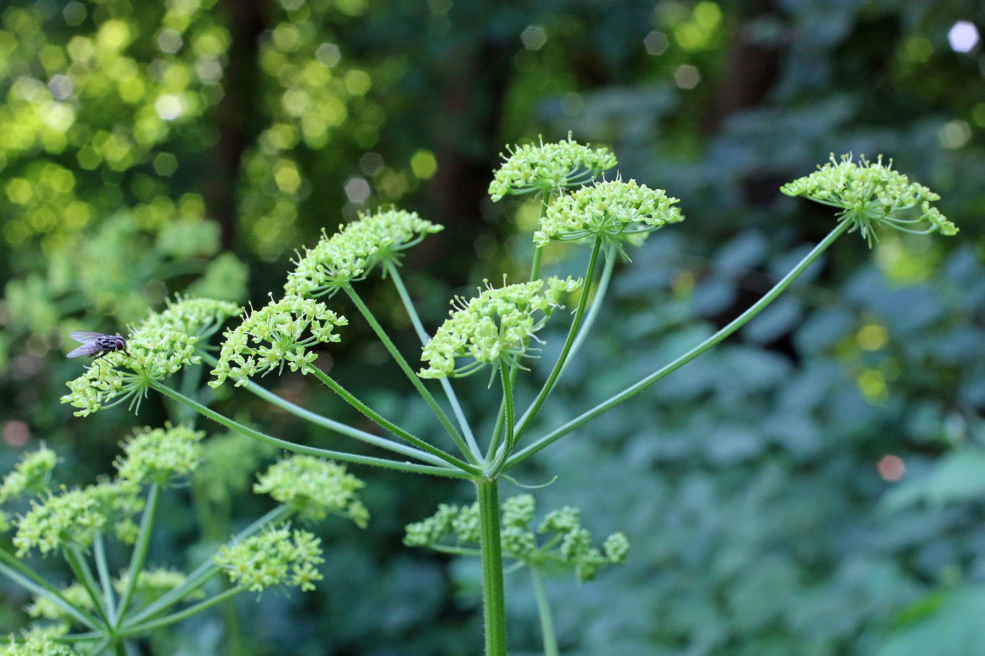 Image of Heracleum sibiricum specimen.