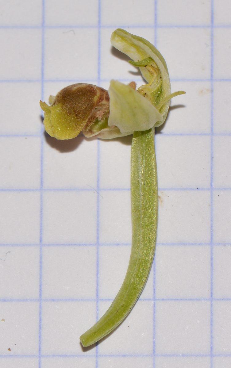 Image of Ophrys umbilicata specimen.