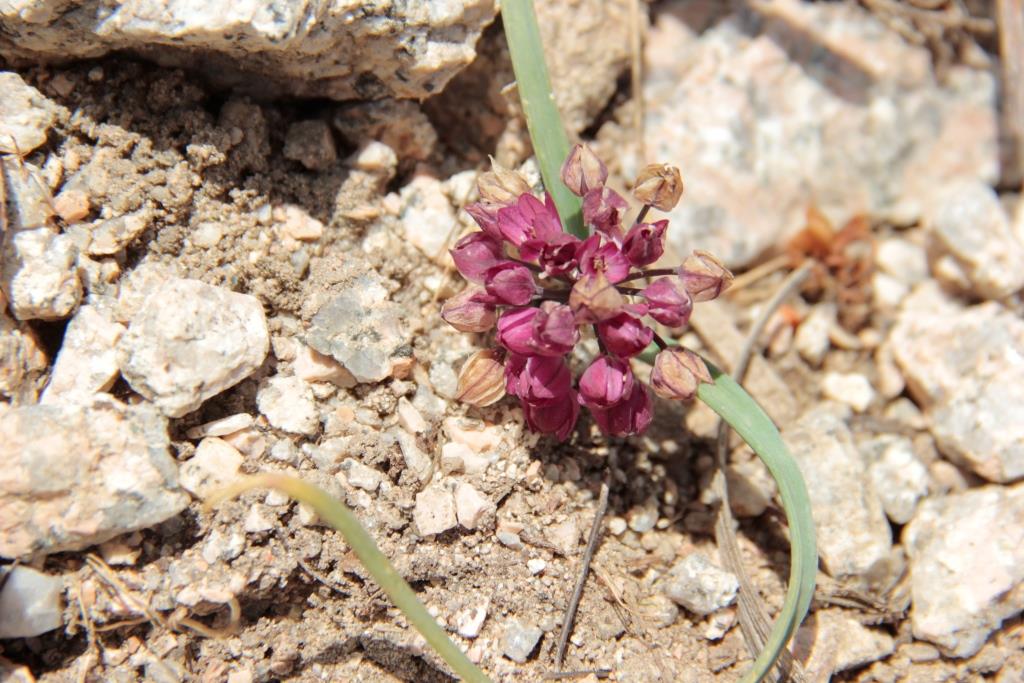 Изображение особи Allium oreophilum.