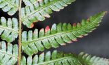 Dryopteris crassirhizoma