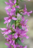 Lythrum salicaria. Часть соцветия. Санкт-Петербург, конец июля.