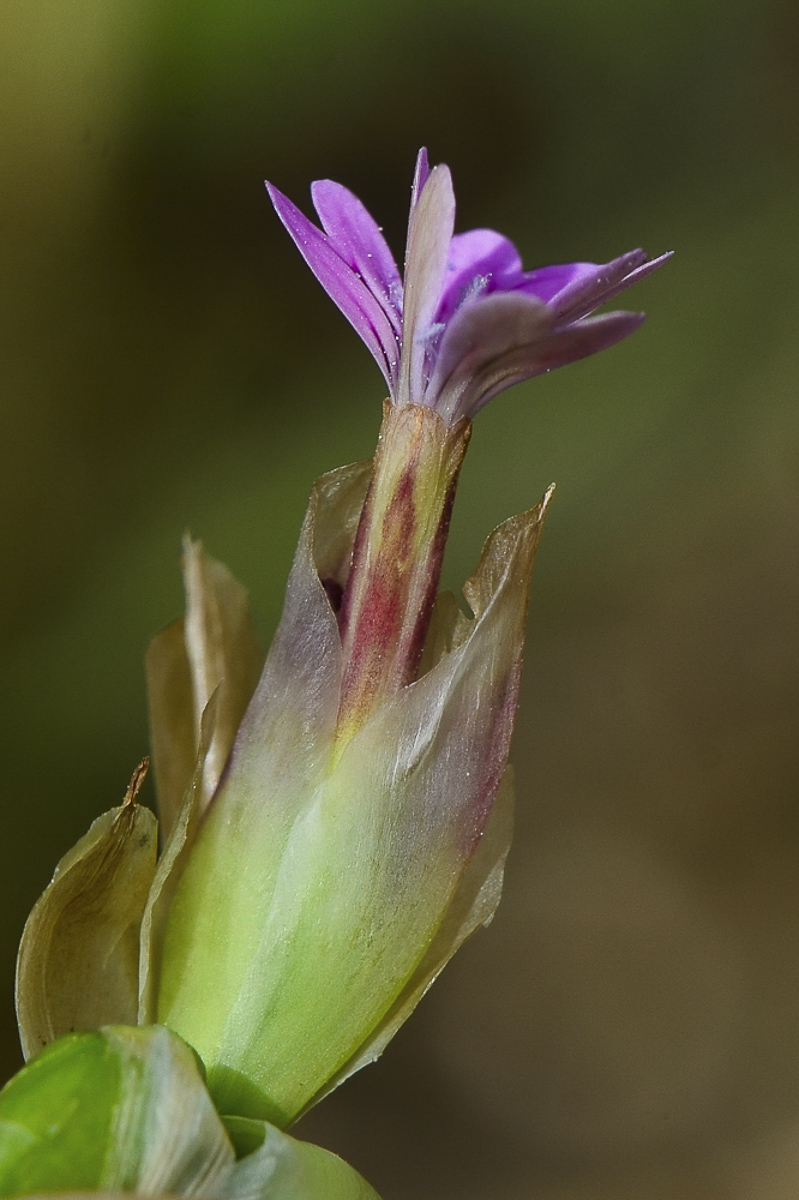 Изображение особи Petrorhagia dubia.