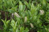 Salix hastata