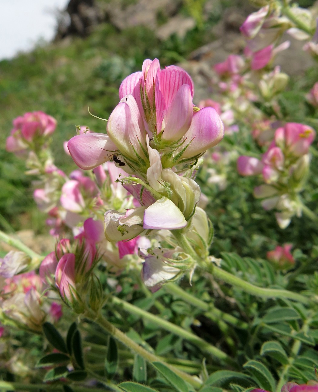 Изображение особи Hedysarum pallidiflorum.