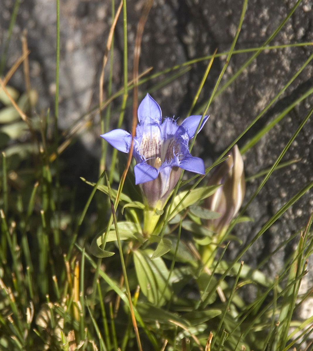 Image of Gentiana septemfida specimen.