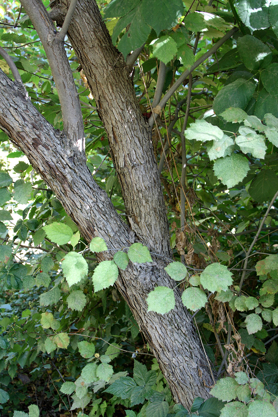 Image of Crataegus chrysocarpa var. blanchardii specimen.