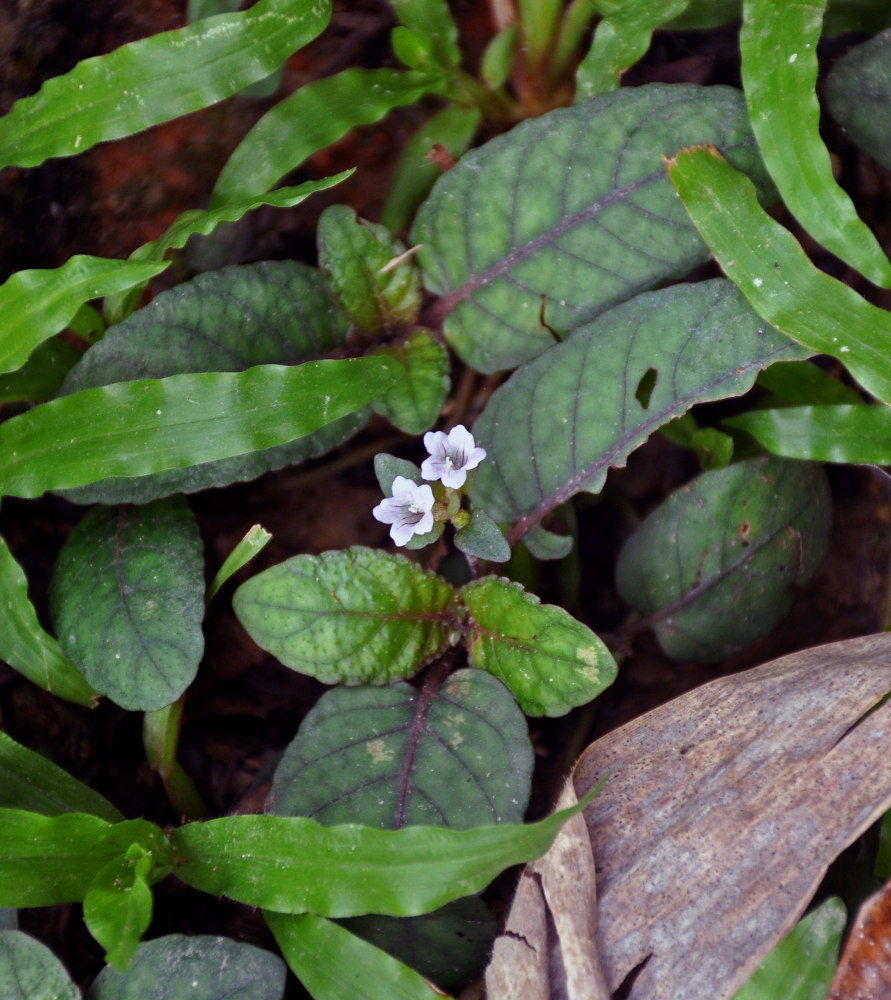 Изображение особи Hemigraphis alternata.