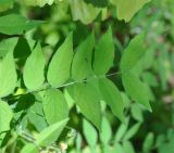 Vicia crocea