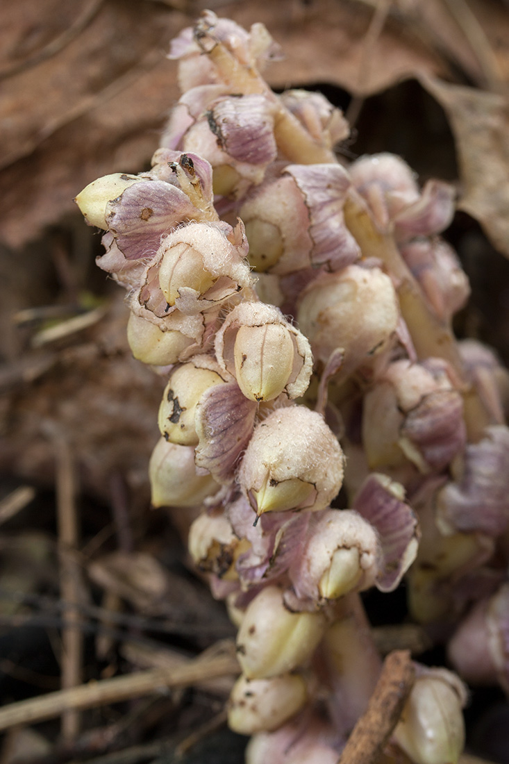 Image of Lathraea squamaria specimen.