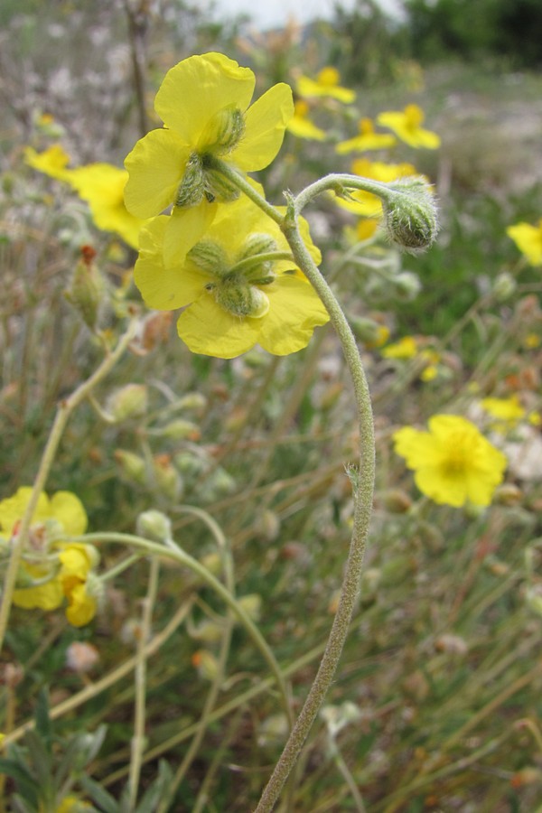 Image of Helianthemum georgicum specimen.