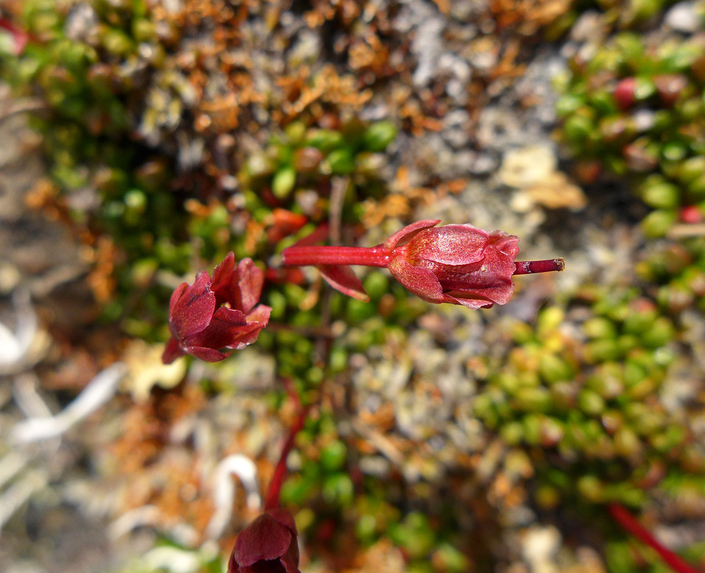 Image of Diapensia obovata specimen.