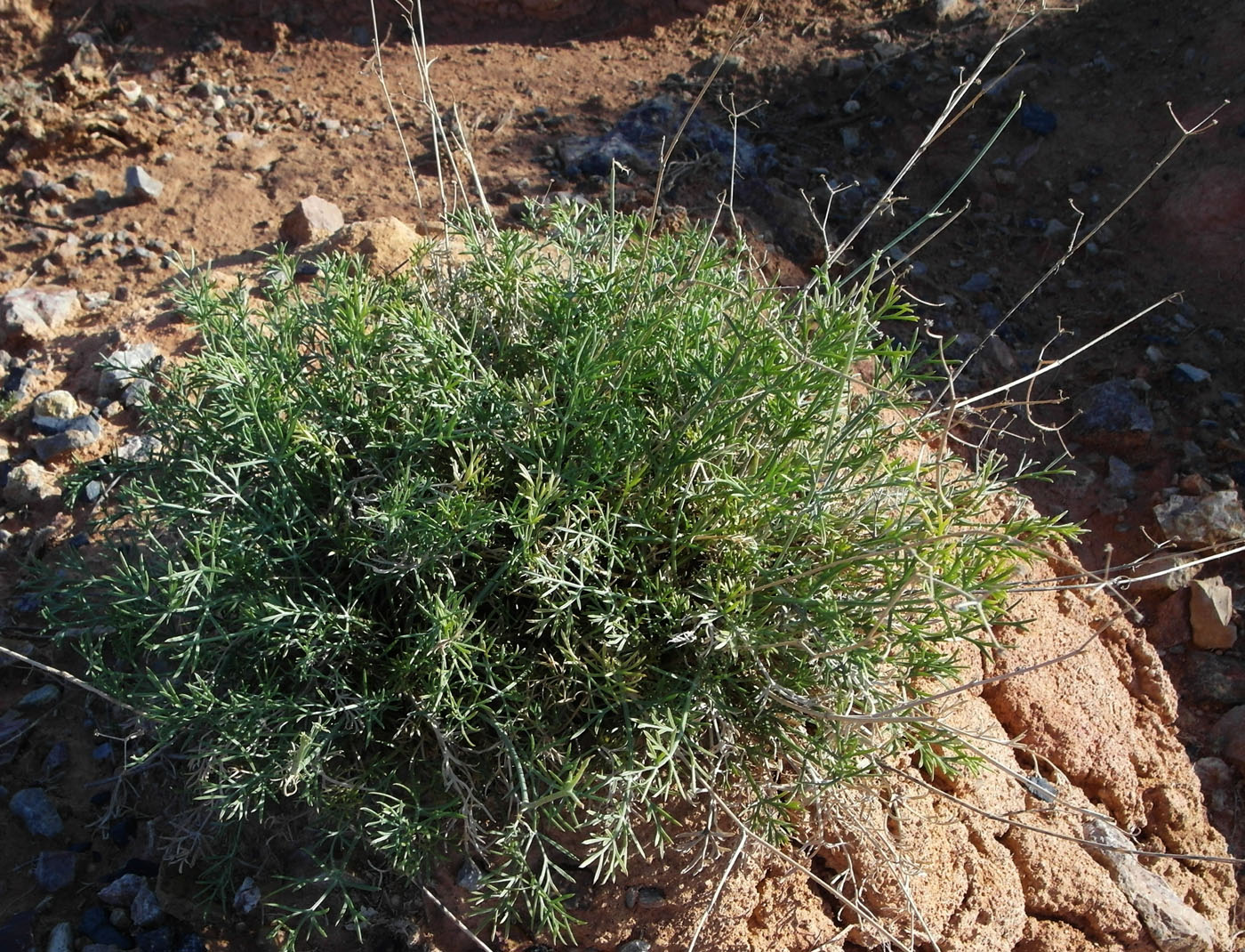 Image of familia Apiaceae specimen.