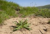 Plantago atrata. Плодоносящее растение. Адыгея, Кавказский биосферный заповедник, склон горы Оштен, ≈ 2000 м н.у.м., дно высохшей лужи от стаявшего снежника. 18.07.2015.