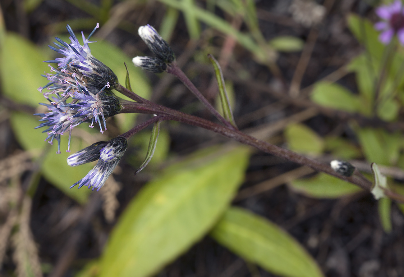 Изображение особи Saussurea alpina.