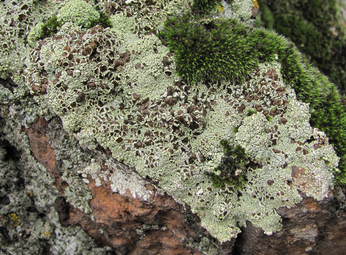 Изображение особи Lecanora argopholis.