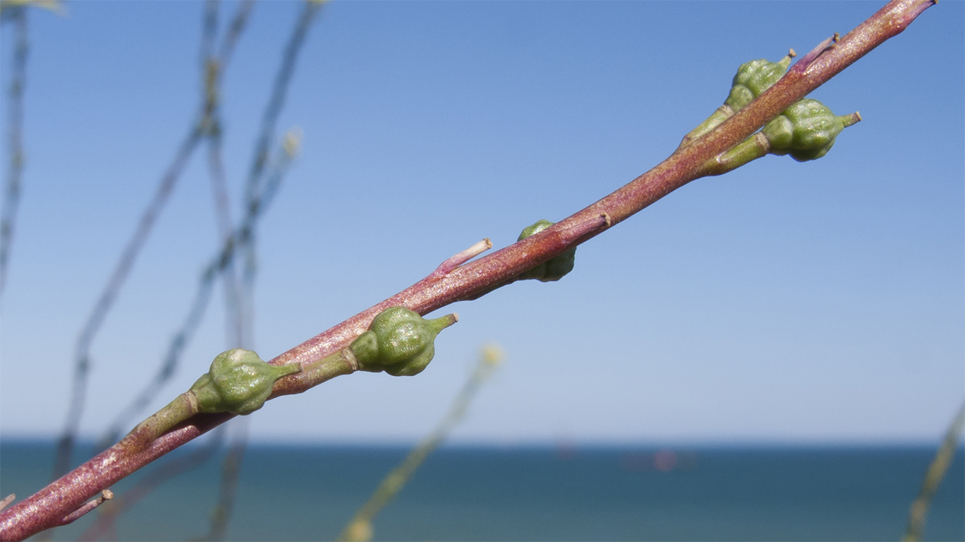 Image of Rapistrum rugosum specimen.