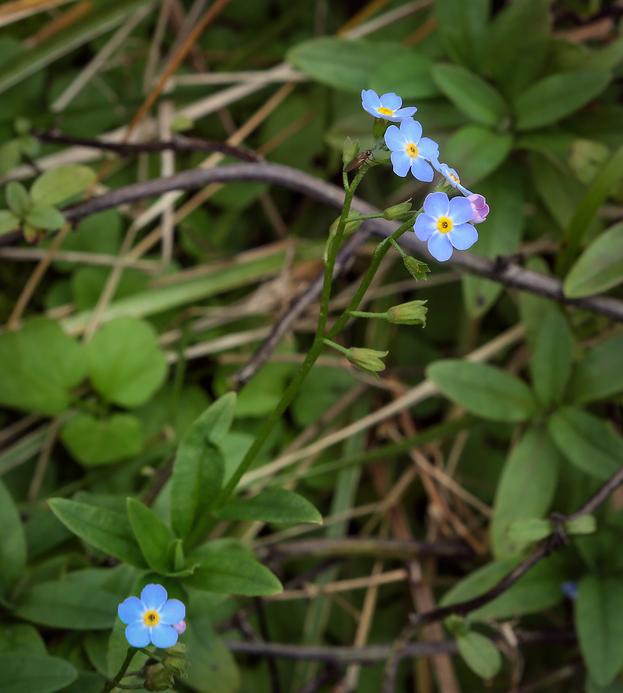 Image of Myosotis palustris specimen.