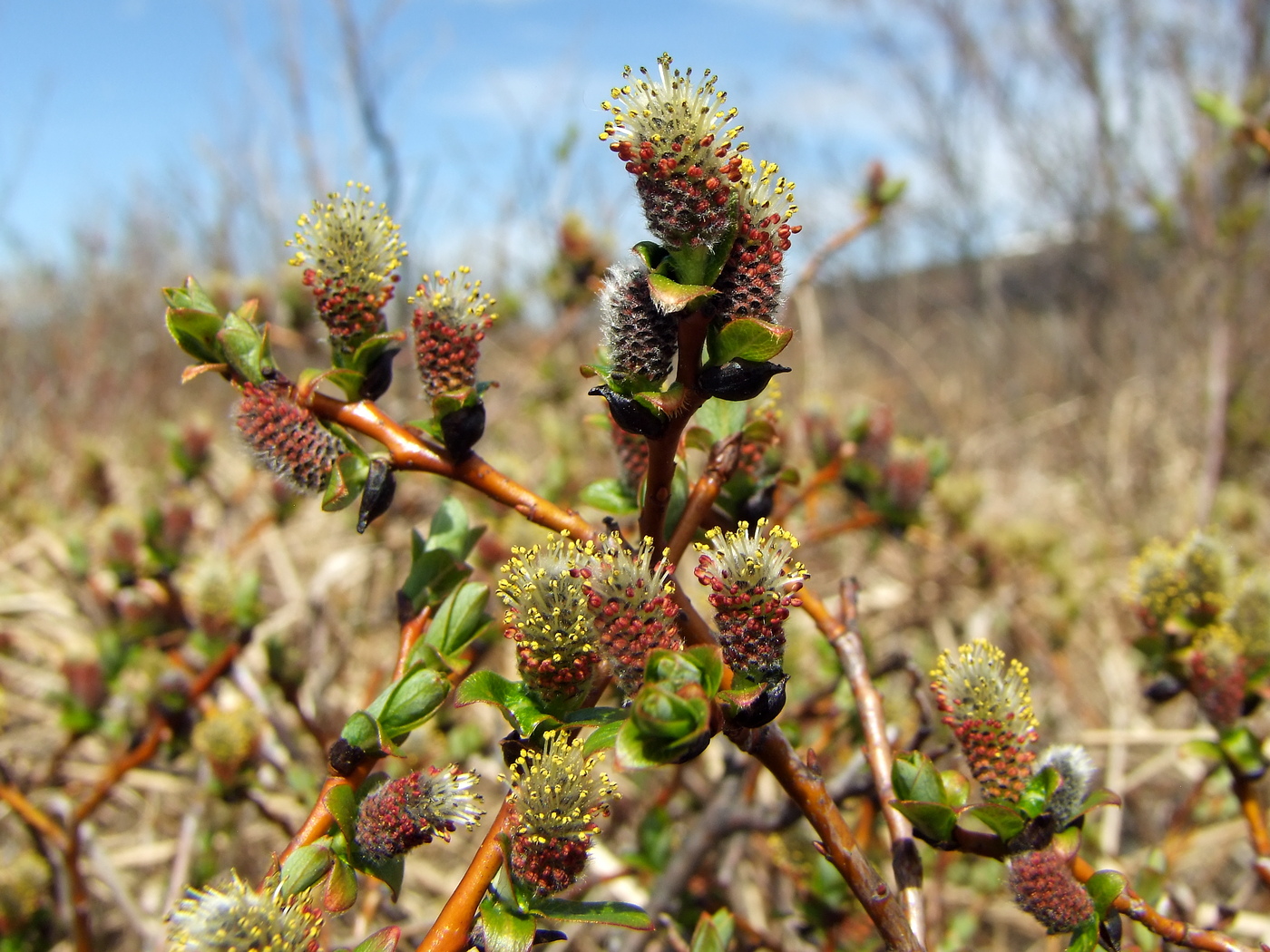 Image of Salix fuscescens specimen.