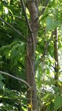 Смотреть изображение род Fraxinus