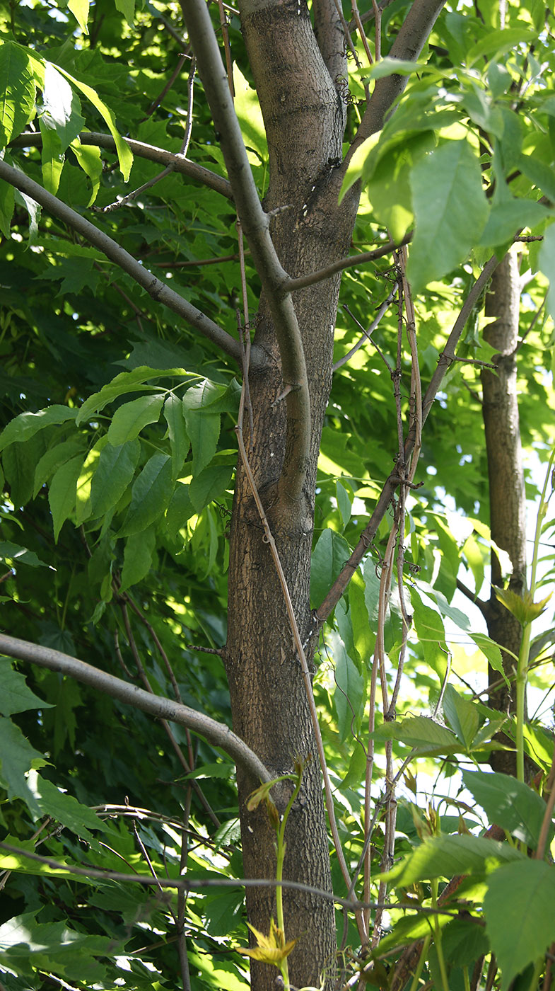 Image of genus Fraxinus specimen.