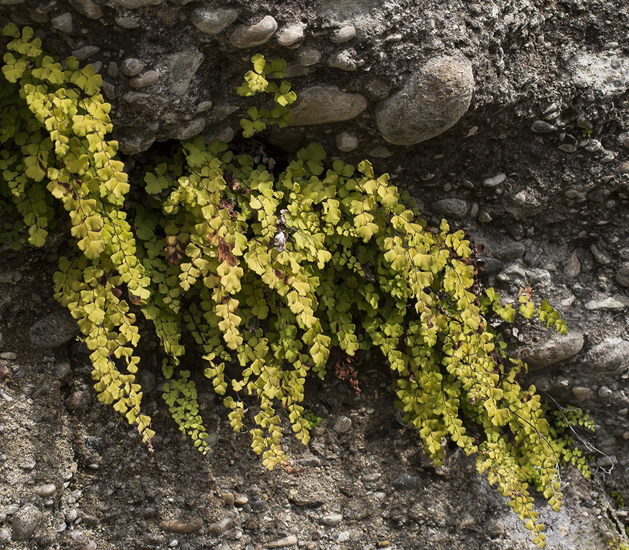 Image of Adiantum capillus-veneris specimen.