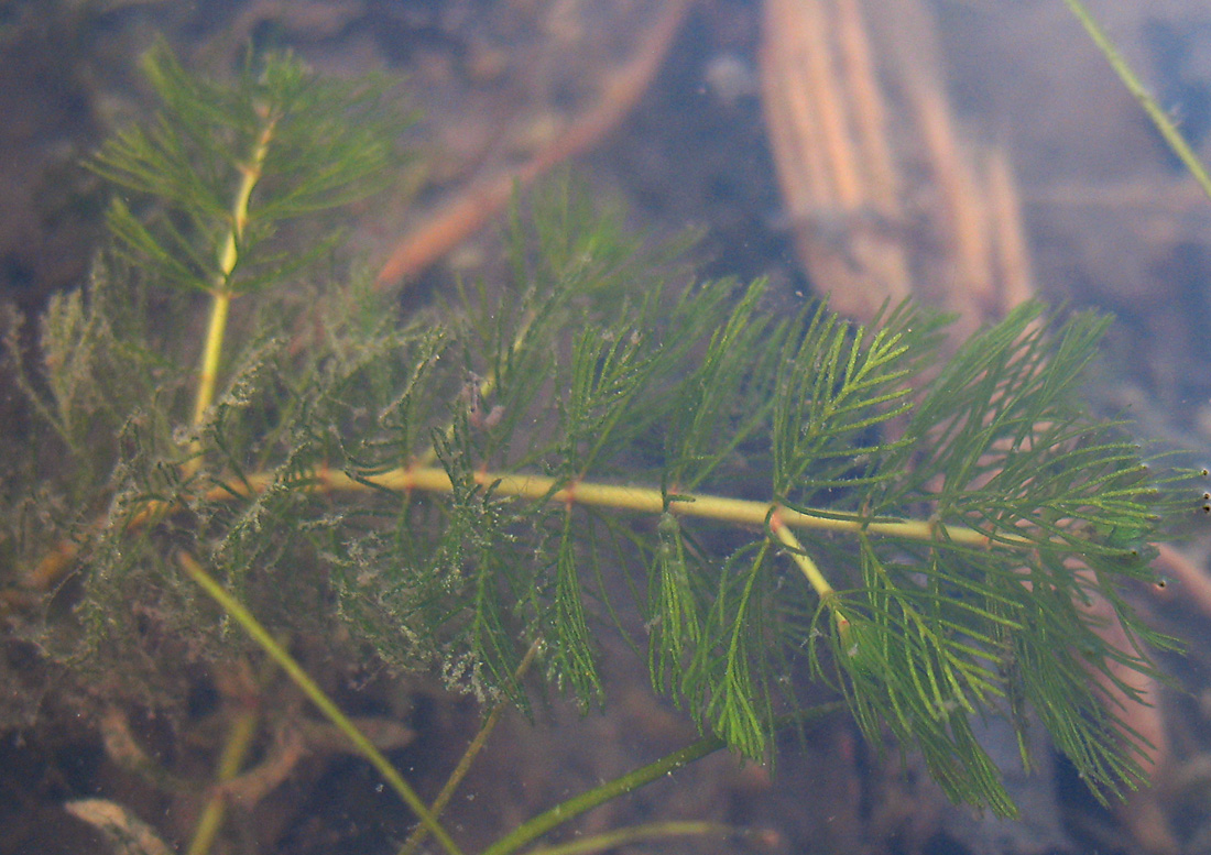 Image of Myriophyllum sibiricum specimen.