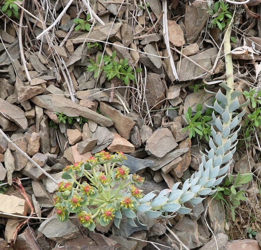 Image of Euphorbia marschalliana specimen.