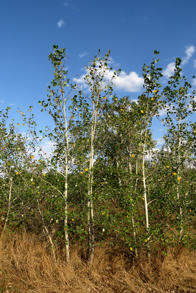 Image of Populus tremula specimen.